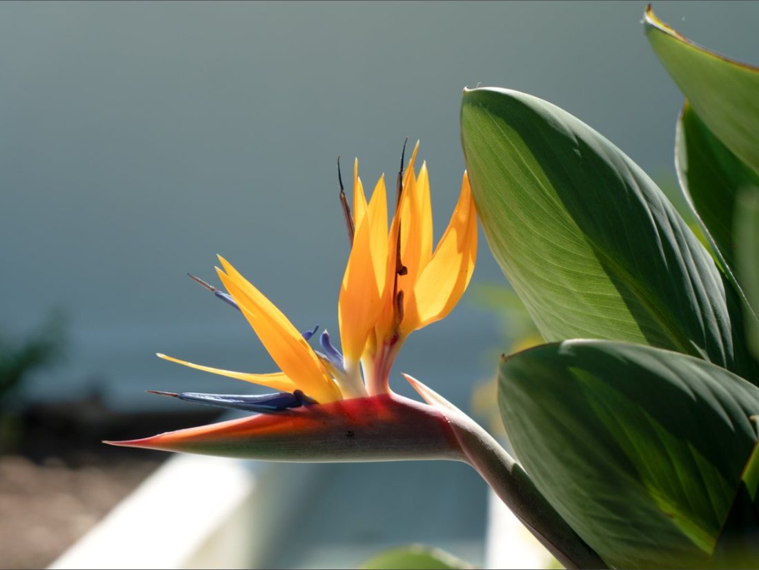 The reference photo: a bird of paradise flower and its long leaves against a blue-gray background